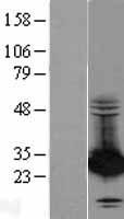 PSME2 Human Over-expression Lysate