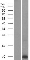 Phospholamban (PLN) Human Over-expression Lysate