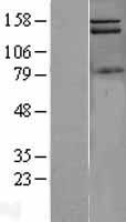 PI 3 Kinase Class 2A (PIK3C2A) Human Over-expression Lysate