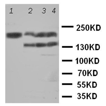Anti-Tenascin-R TNR Antibody