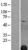Profilin 2 (PFN2) Human Over-expression Lysate