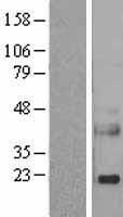 REG3A Human Over-expression Lysate