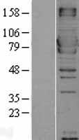 MX1 Human Over-expression Lysate