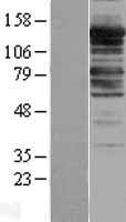 Myosin Phosphatase (PPP1R12A) Human Over-expression Lysate