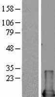 MIF Human Over-expression Lysate