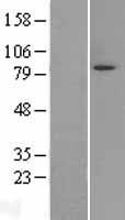 MARK3 Human Over-expression Lysate