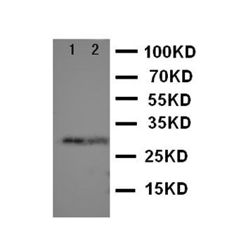 Anti-TORC1/CRTC1 Antibody