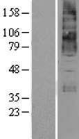 KCNN4 Human Over-expression Lysate