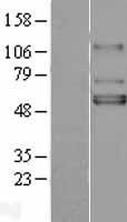GIRK1 (KCNJ3) Human Over-expression Lysate