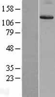 Integrin alpha 9 (ITGA9) Human Over-expression Lysate