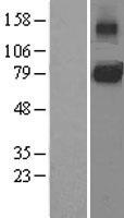 CD130 (IL6ST) Human Over-expression Lysate