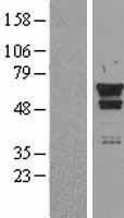 Hsp60 (HSPD1) Human Over-expression Lysate