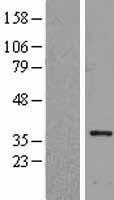 HLF Human Over-expression Lysate