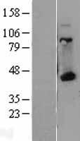 HLAA (HLA-A) Human Over-expression Lysate