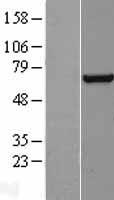 TFIIF (GTF2F1) Human Over-expression Lysate