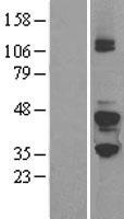 GNAZ Human Over-expression Lysate