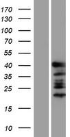 GATA1 Human Over-expression Lysate