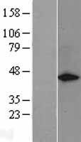 GAP43 Human Over-expression Lysate