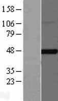 FNTB Human Over-expression Lysate