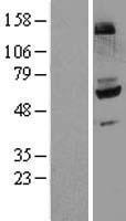 Flavin containing monooxygenase 4 (FMO4) Human Over-expression Lysate