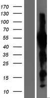 EVX1 Human Over-expression Lysate