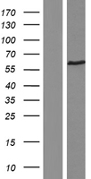 Thrombin Receptor (F2R) Human Over-expression Lysate