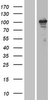 ErbB 3 (ERBB3) Human Over-expression Lysate