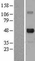 E2F4 Human Over-expression Lysate