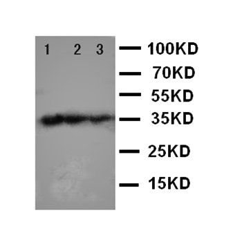 Anti-T-bet/Tbx21 Antibody