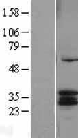 CYC1 Human Over-expression Lysate