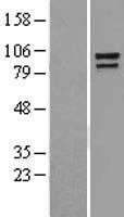 alpha 1 Catenin (CTNNA1) Human Over-expression Lysate