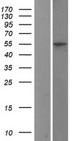 DPP1 (CTSC) Human Over-expression Lysate