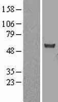 CHN 1 (CHN1) Human Over-expression Lysate