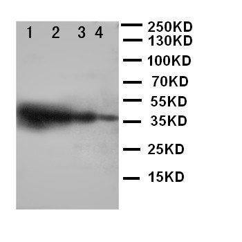Anti-TRIF/TICAM1 Antibody