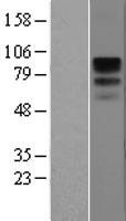 CD19 Human Over-expression Lysate