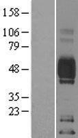 CD2 Human Over-expression Lysate