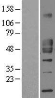 CD1 (CD1D) Human Over-expression Lysate
