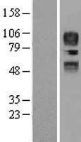 CD34 Human Over-expression Lysate