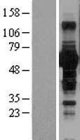 BTN1A1 Human Over-expression Lysate
