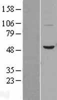 BPI Human Over-expression Lysate