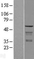 Coatomer subunit delta (ARCN1) Human Over-expression Lysate