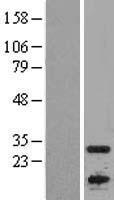 APOBEC1 Human Over-expression Lysate