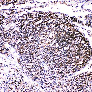 Anti-TRAF4 Antibody