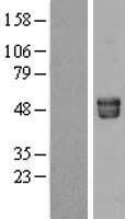 Fetuin A (AHSG) Human Over-expression Lysate