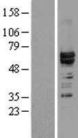 hnRNP L (HNRNPL) Human Over-expression Lysate