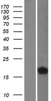 FABP4 Human Over-expression Lysate