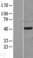 CSNK1G2 Human Over-expression Lysate