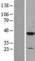 p38 (MAPK14) Human Over-expression Lysate