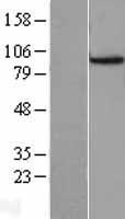 CDC27 Human Over-expression Lysate