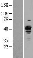 Hsp47 (SERPINH1) Human Over-expression Lysate